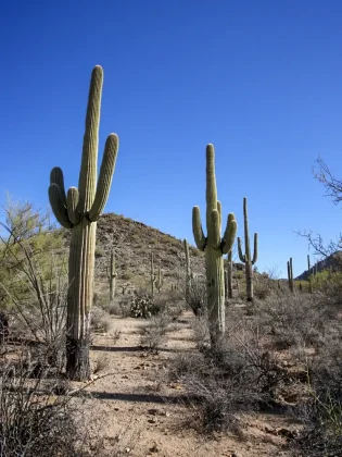 Saguaro East