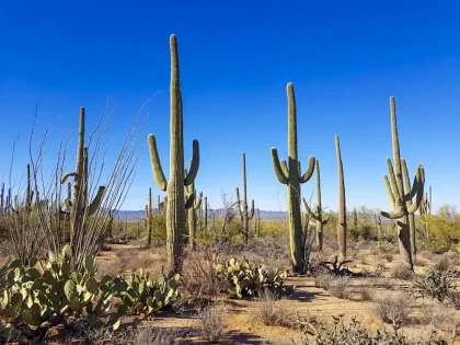 Saguaro Tucson Sonora