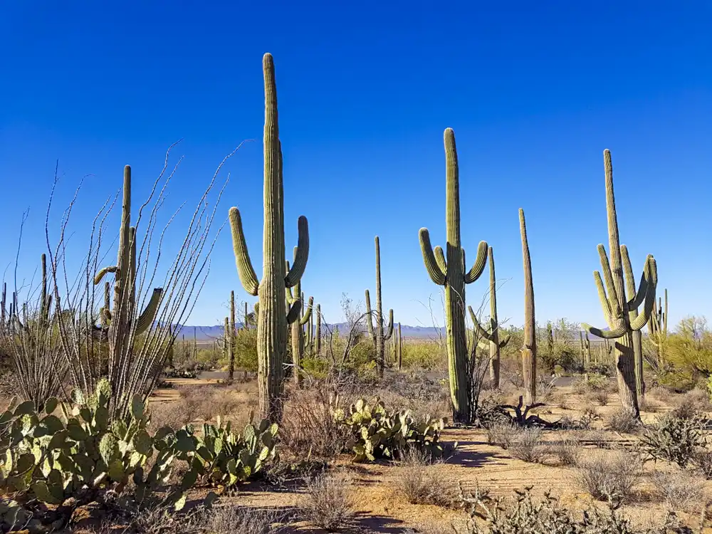 Saguaro Tucson Sonora