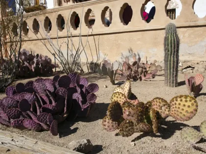 Saguaro Tucson Sonora