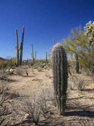 Saguaro East