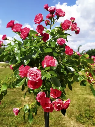 Arborétum Mlyňany