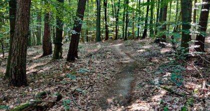 Single track Svatý vrch