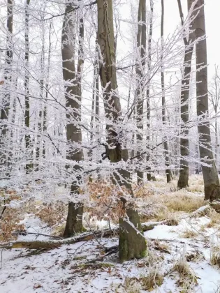 Zimná turistika Malé karpaty