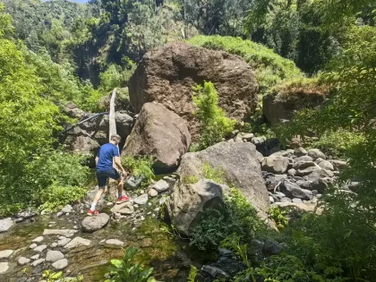 Madre da Levada do Moinho