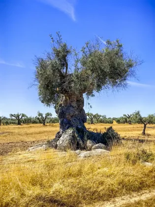 Old olive tree