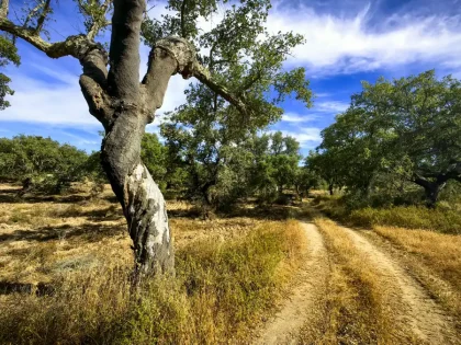 Cork tree