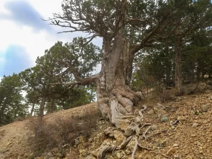 Troodos